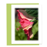 Rainbow Garden Assorted Note Card Box Set