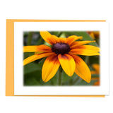 Feeling Groovy Assorted Note Card Box Set