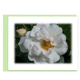 Serenity Assorted Note Card Box Set