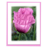 Morning Has Broken Assorted Note Card Box Set