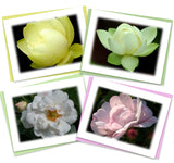 Serenity Assorted Note Card Box Set