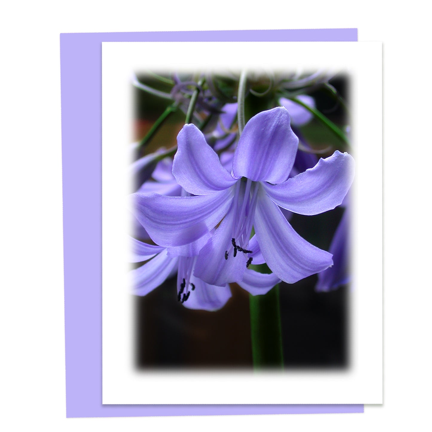 Lily of the Nile Floral Note Card