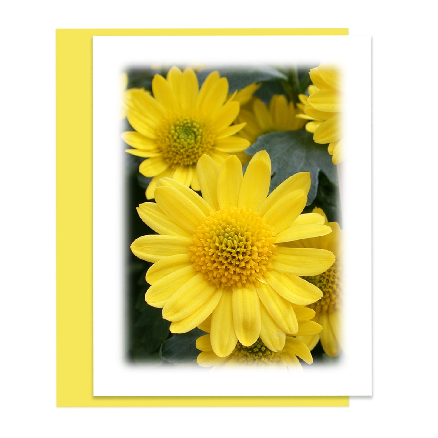 Yellow Mum Floral Note Card