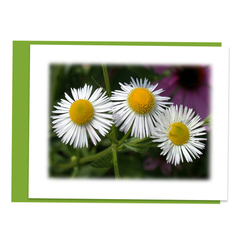 Daisy Wildflower Blooms Greeting Card, Stationery Note Card