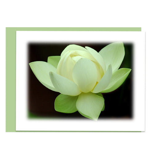 Lotus Bloom Greeting Card, Stationery Note Card