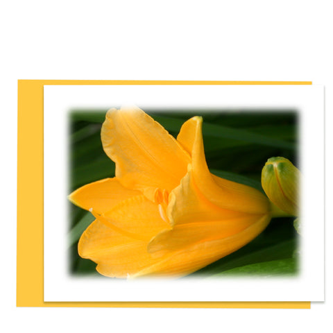 Daylily Bloom Greeting Card, Note Card