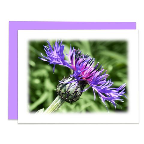 Aster Bloom Greeting Cards, Stationery Note Card
