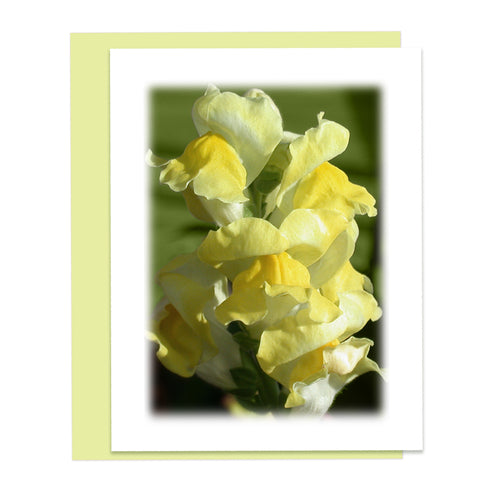 Snapdragon Blooms Greeting Card, Stationery Note Card