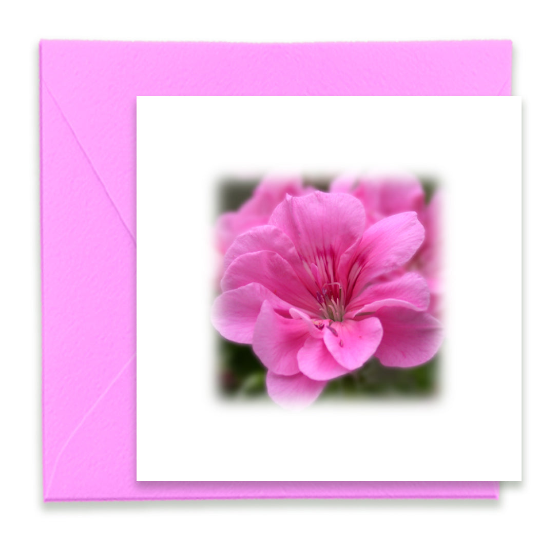 Pink Geranium Mini Greeting Card