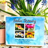 Feeling Groovy Assorted Note Card Box Set