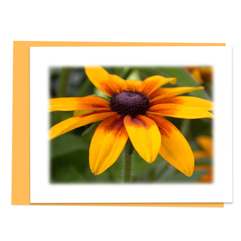 Brown Eyed Susan Greeting Card, Stationery Note Card