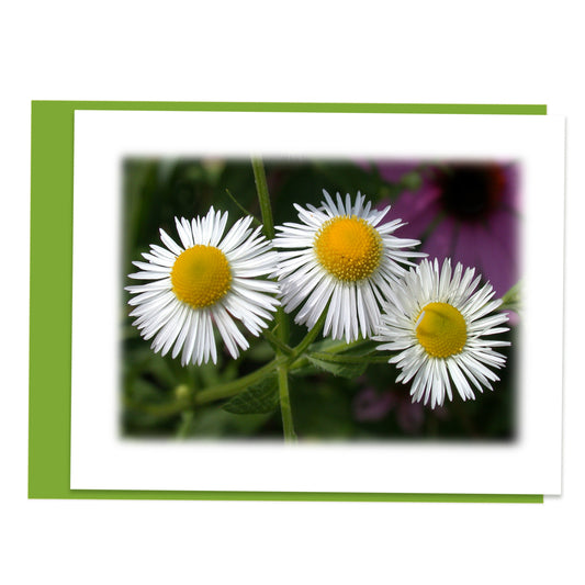 Daisy Wildflower Blooms Floral  Note Card