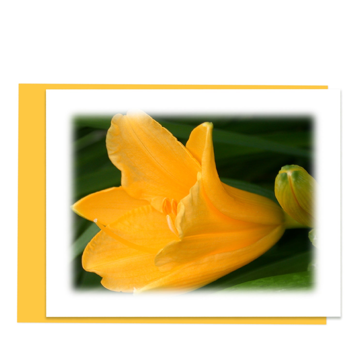 Daylily Bloom Floral Note Card