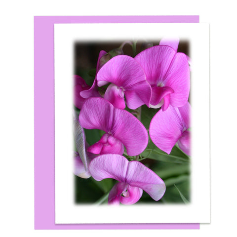Sweet Pea Blooms Greeting Card, Stationery Note Card