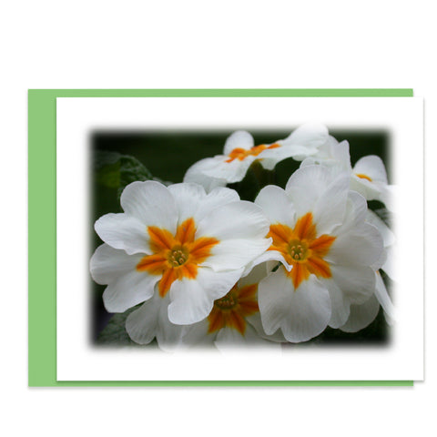 White Primrose Greeting Card, Stationery Note Card