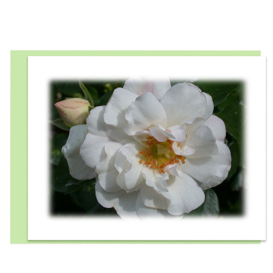 White Rose Floral Note Card