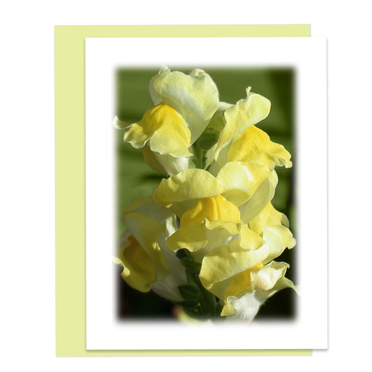 Snapdragon Blooms Floral Note Card