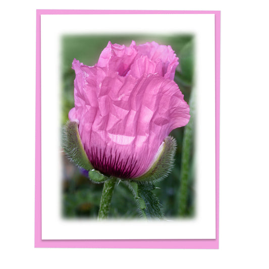 Poppy Bloom Floral Note Card