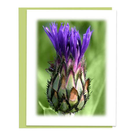 Aster Bud Greeting Card, Stationery Note Card