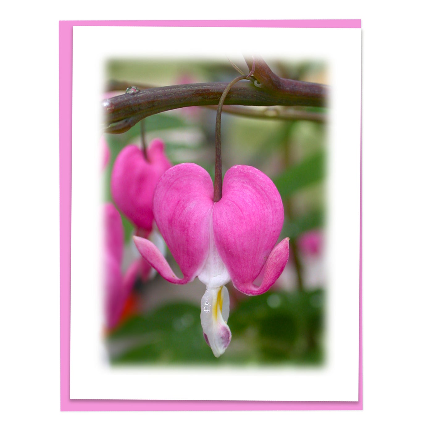 Single Bleeding Heart Floral Note Card