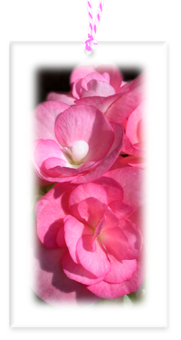 Begonia Garden Party Blooms Gift Tags blank backside with Bakers Twine
