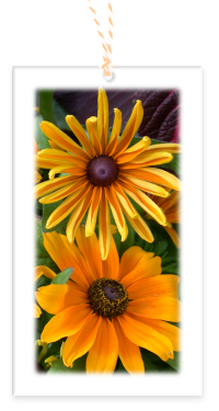 Brown Eyed Susan Garden Party Blooms Gift Tags blank backside with Bakers Twine