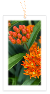 Butterfly Milkweed Garden Party Blooms Gift Tags with blank backside and Bakers Twine