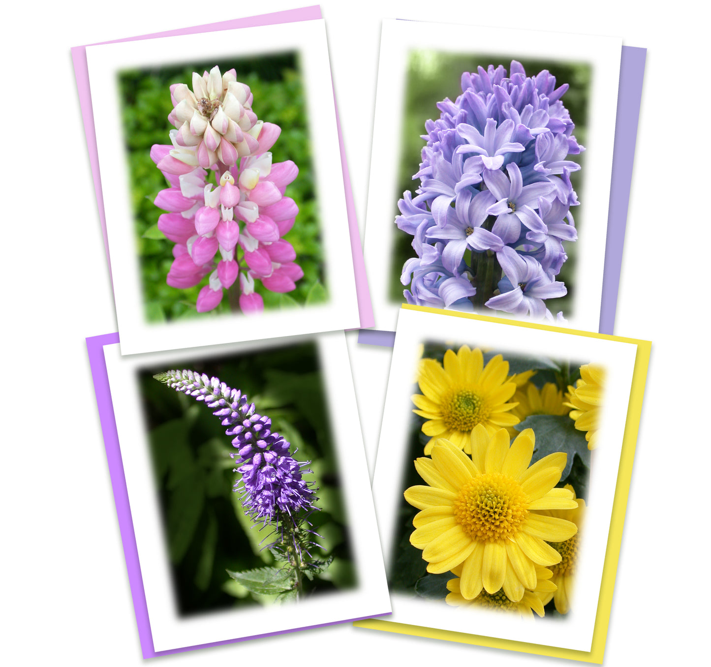Colorful Garden Assorted Noted Cards