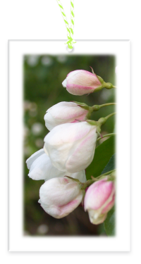 Crab Apple Garden Party Blooms Gift Tags blank backside with Bakers Twine
