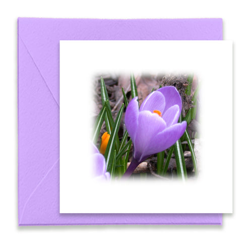 Purple Crocus Mini Greeting Card