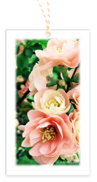 Garden Party Blooms Gift Tags Flowering Quince with Bakers Twine