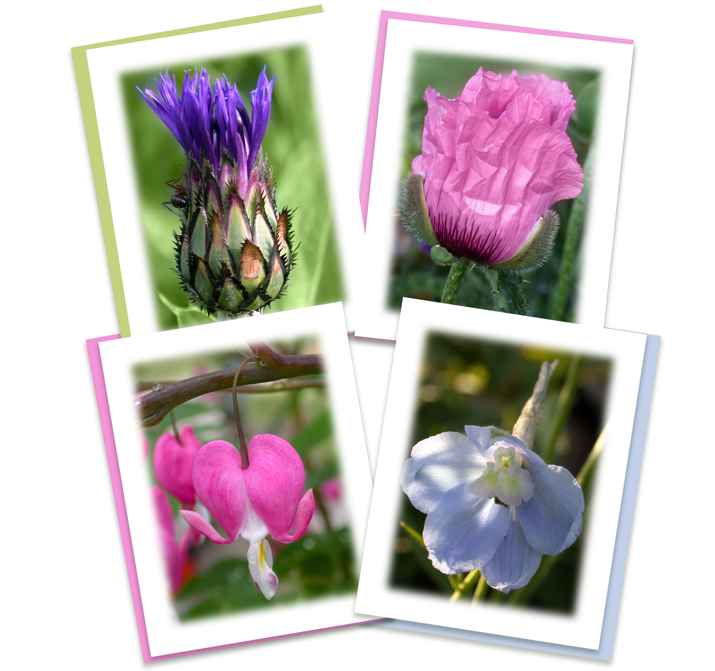 Morning Has Broken Assorted Note Cards