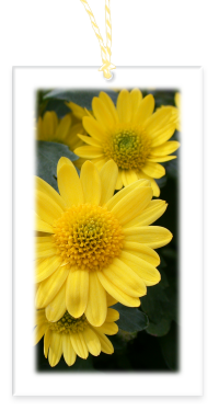 Yellow Mums Garden Party Blooms Gift Tag with blank backside and Bakers Twine