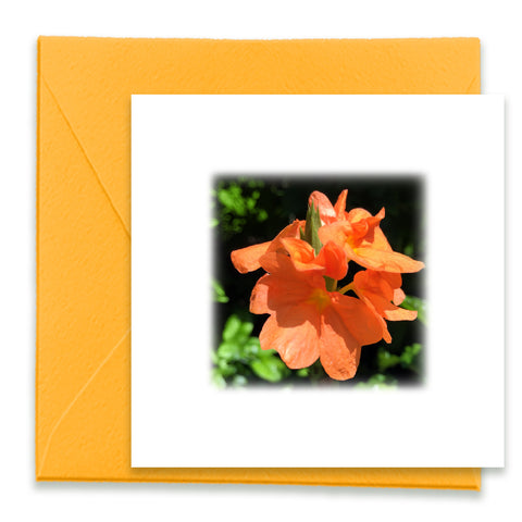 Firecracker Flower Mini Greeting Card