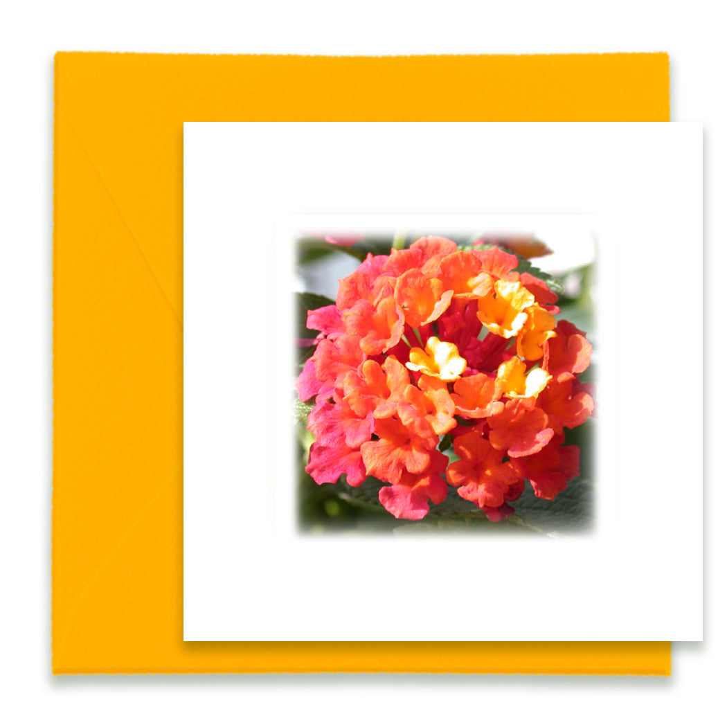 Morning Song Mini Greeting Cards, Mini Greeting Cards Bundle