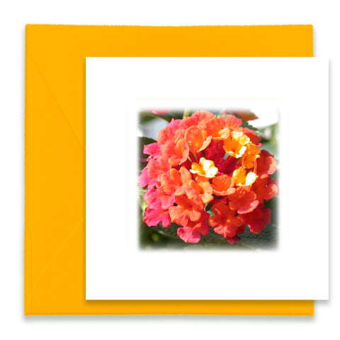 Orange Lantana Mini Greeting Card