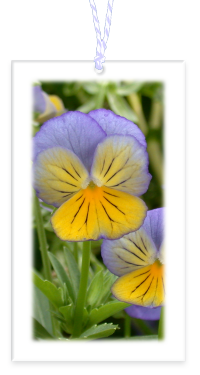 Pansy Garden Party Blooms Gift Tags Blank backside with Bakers Twine