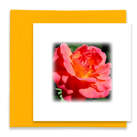Sunset Rose Mini Greeting Card