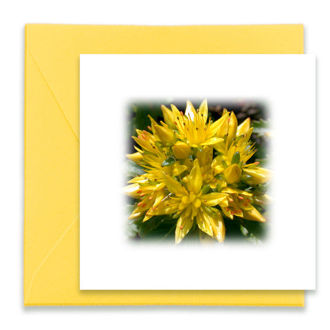Yellow Sedum Flowers Mini Greeting Card