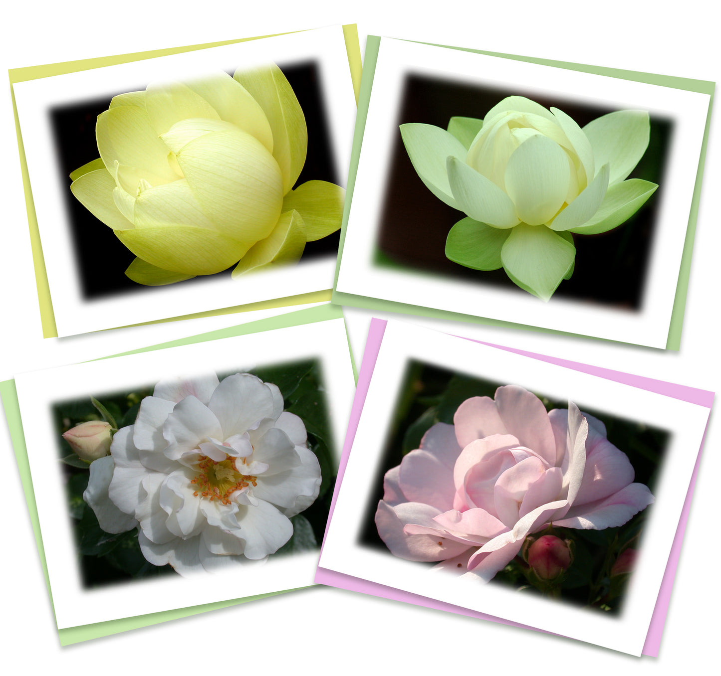 Serenity Greeting Assorted Note Card