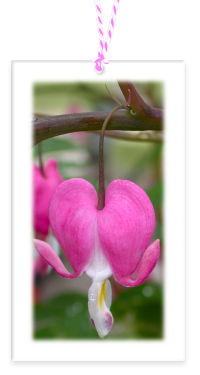 Bleeding Heart Garden Party Blooms Gift Tags blank backside with Bakers Twine