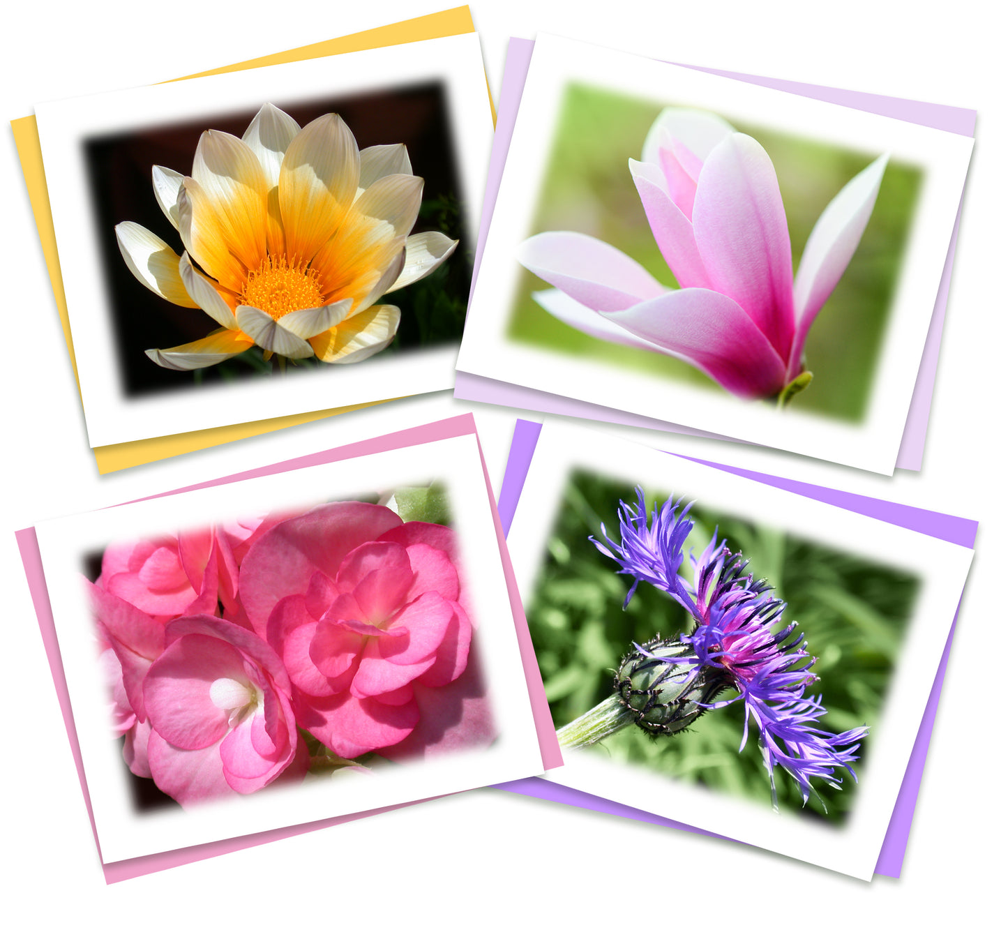 Still Garden Assorted Note Cards