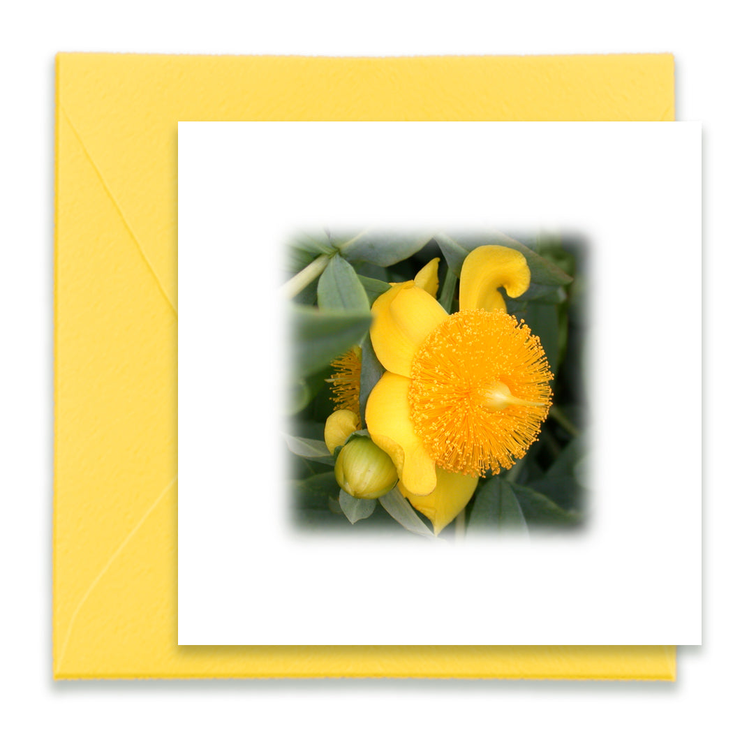 St John's Wort Mini Greeting Card