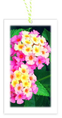 Twin Lantana Garden Party Blooms Gift Tags blank backside with Bakers Twine